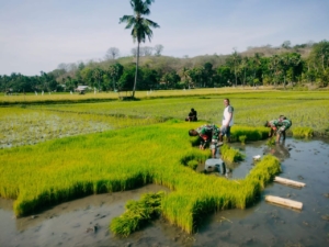 Babinsa Kambera Dukung Ketahanan Pangan Lewat Pendampingan Petani di Lambanapu