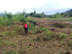 Babinsa Desa Tarmana Ajak Petani Bersihkan Lahan Sawah di Desa Waisika