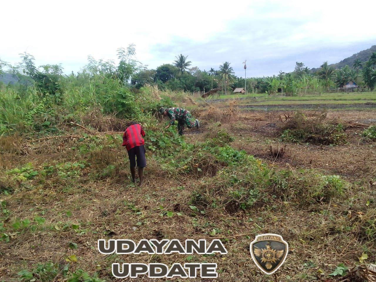 Babinsa Desa Tarmana Ajak Petani Bersihkan Lahan Sawah di Desa Waisika