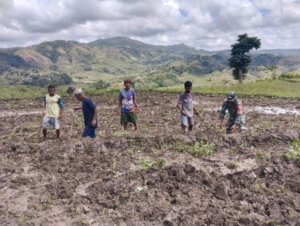 Babinsa Sertu Alifin Koramil 02/Walakaka Gotong Royong Siapkan Lahan Sawah di Desa Kabukarudi