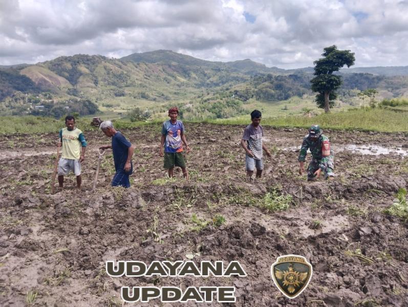 Babinsa Sertu Alifin Koramil 02/Walakaka Gotong Royong Siapkan Lahan Sawah di Desa Kabukarudi