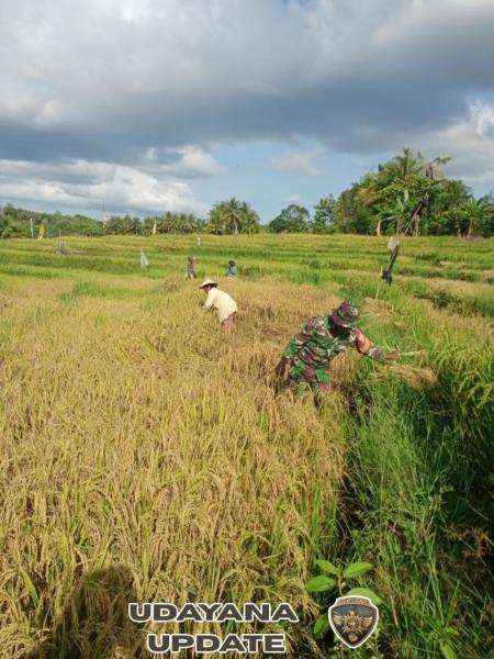 Babinsa Koramil 1627-03/Batutua Bantu Warga Panen Padi di Desa Lekona