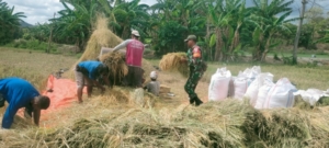 Sertu Darusman Bantu Petani Wangga Panen Padi Bersama Warga
