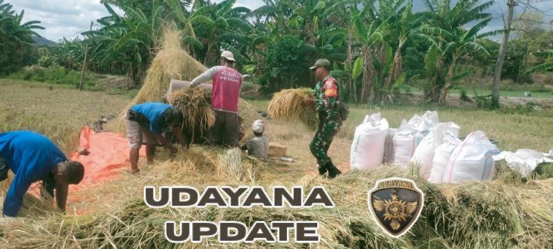 Sertu Darusman Bantu Petani Wangga Panen Padi Bersama Warga