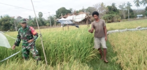 Sertu Darusman Bantu Petani Wangga Panen Padi Bersama Warga