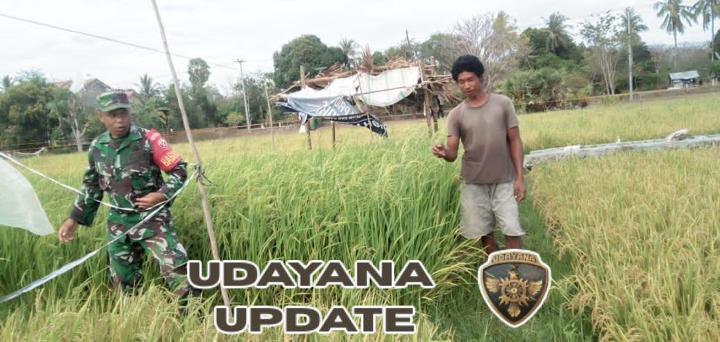 Sertu Darusman Bantu Petani Wangga Panen Padi Bersama Warga