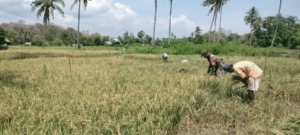 Sertu Darusman Turun ke Sawah, Wujud Nyata Dukungan TNI untuk Swasembada Pangan