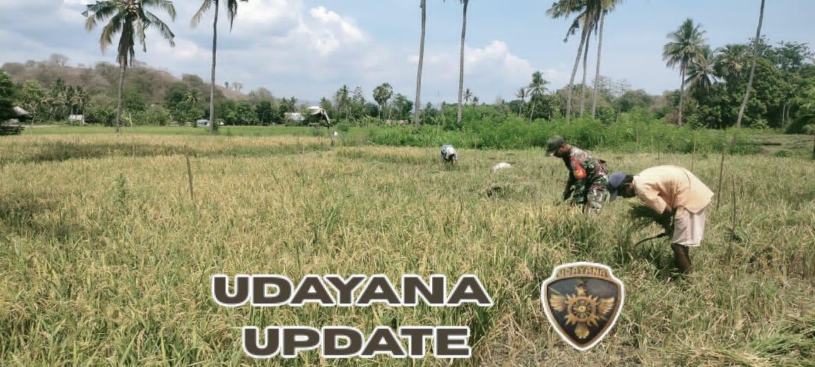 Sertu Darusman Turun ke Sawah, Wujud Nyata Dukungan TNI untuk Swasembada Pangan