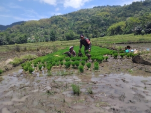 Gotong Royong Tanam Padi: Sinergi TNI dan Petani untuk Meningkatkan Hasil Pertanian
