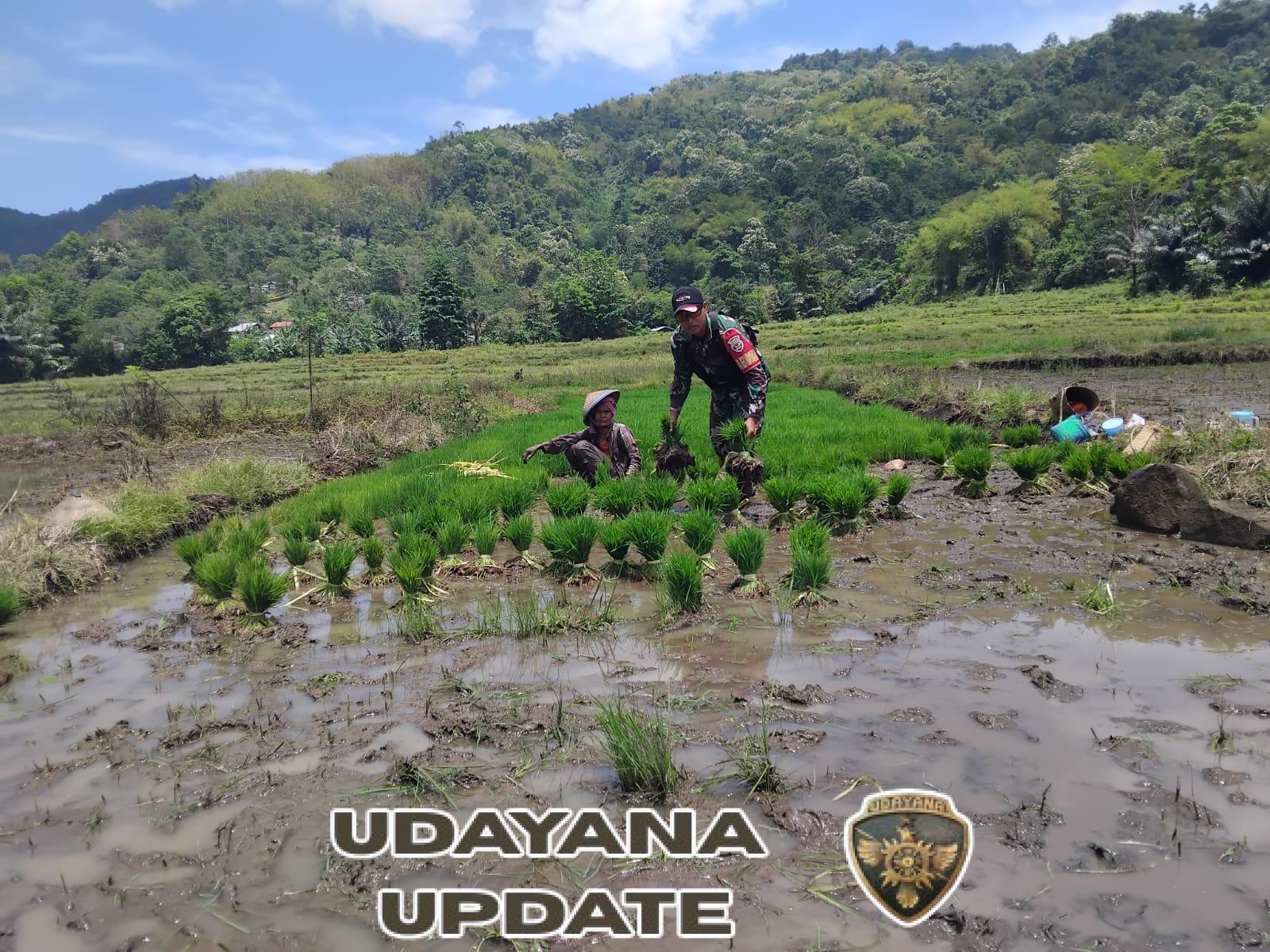 Gotong Royong Tanam Padi: Sinergi TNI dan Petani untuk Meningkatkan Hasil Pertanian