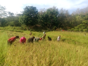 Serka Dominggus Lay Ajak Petani Jaga Kekompakan Saat Panen Raya