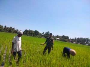 Babinsa Maurole Turun ke Sawah, Dampingi Petani Pantau Tanaman Padi