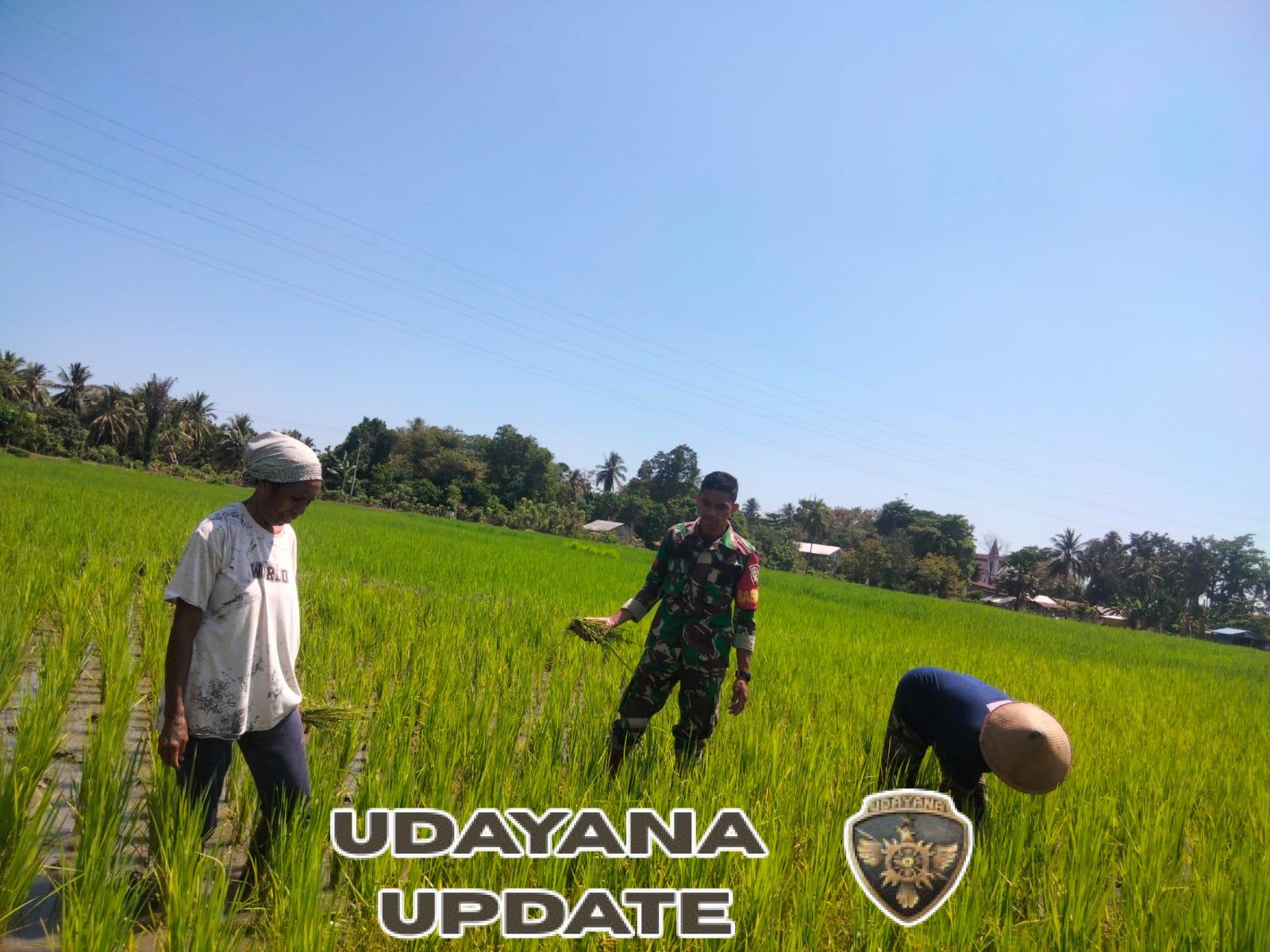 Babinsa Maurole Turun ke Sawah, Dampingi Petani Pantau Tanaman Padi