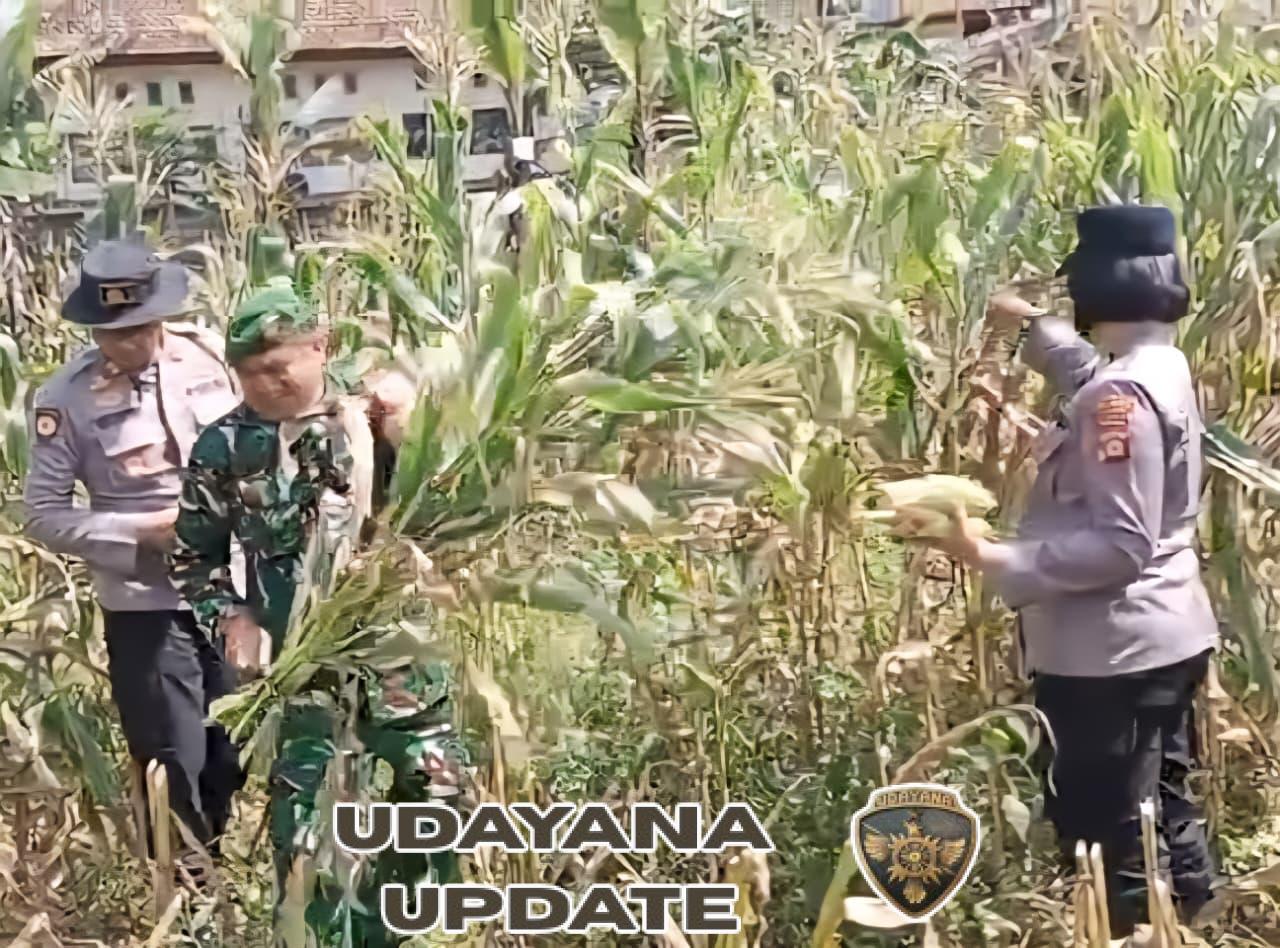 TNI dan Polri Dukung Program Swasembada Pangan melalui Panen Jagung di Badung