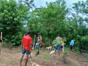 Pratu Denis Nderu Peta Turun ke Sawah, Dukung Ketahanan Pangan di Wudipandak