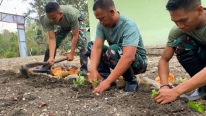Prajurit Pos Dafala Yonarmed 12 Kostrad Wujudkan Ketahanan Pangan Lewat Berkebun di Perbatasan