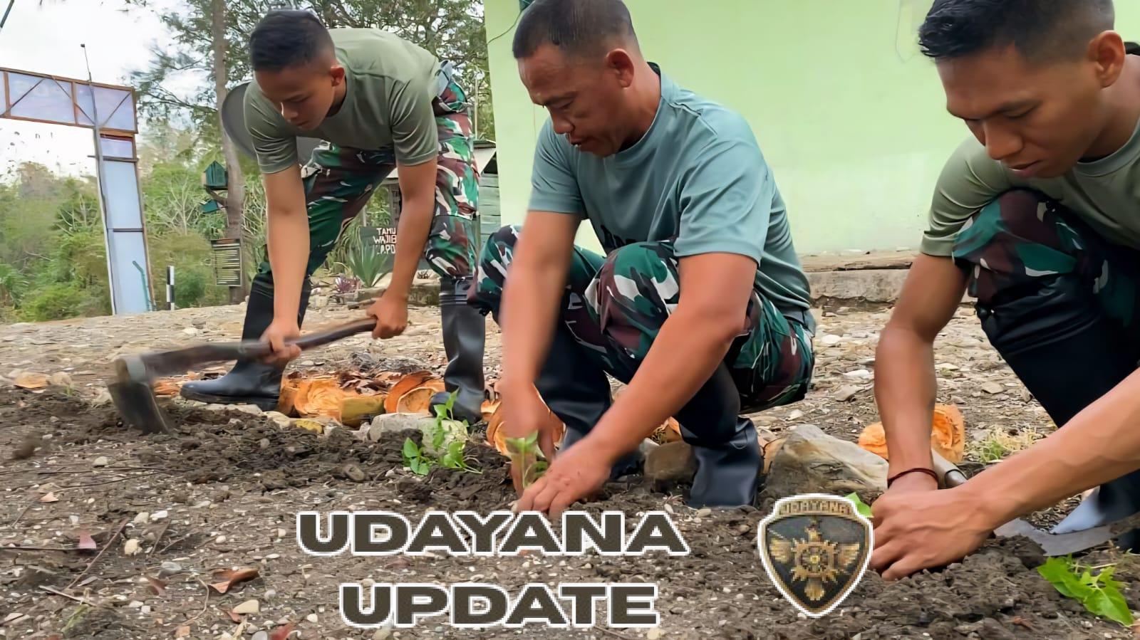 Prajurit Pos Dafala Yonarmed 12 Kostrad Wujudkan Ketahanan Pangan Lewat Berkebun di Perbatasan