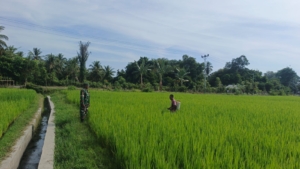 Babinsa Kodim 1602/Ende Aktif Gelar Komsos dan Pamwil di Wilayah Binaan