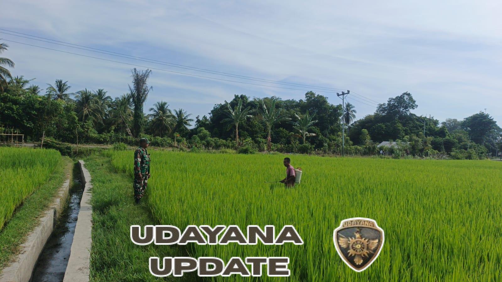 Babinsa Kodim 1602/Ende Aktif Gelar Komsos dan Pamwil di Wilayah Binaan