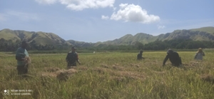 Babinsa Koramil 1602-04/Maurole Dampingi Petani Panen Padi di Kotabaru