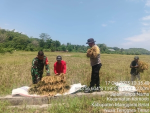 Sinergi Aparat dan Masyarakat, Keberhasilan Panen Raya BUMDes di Kampung Weor
