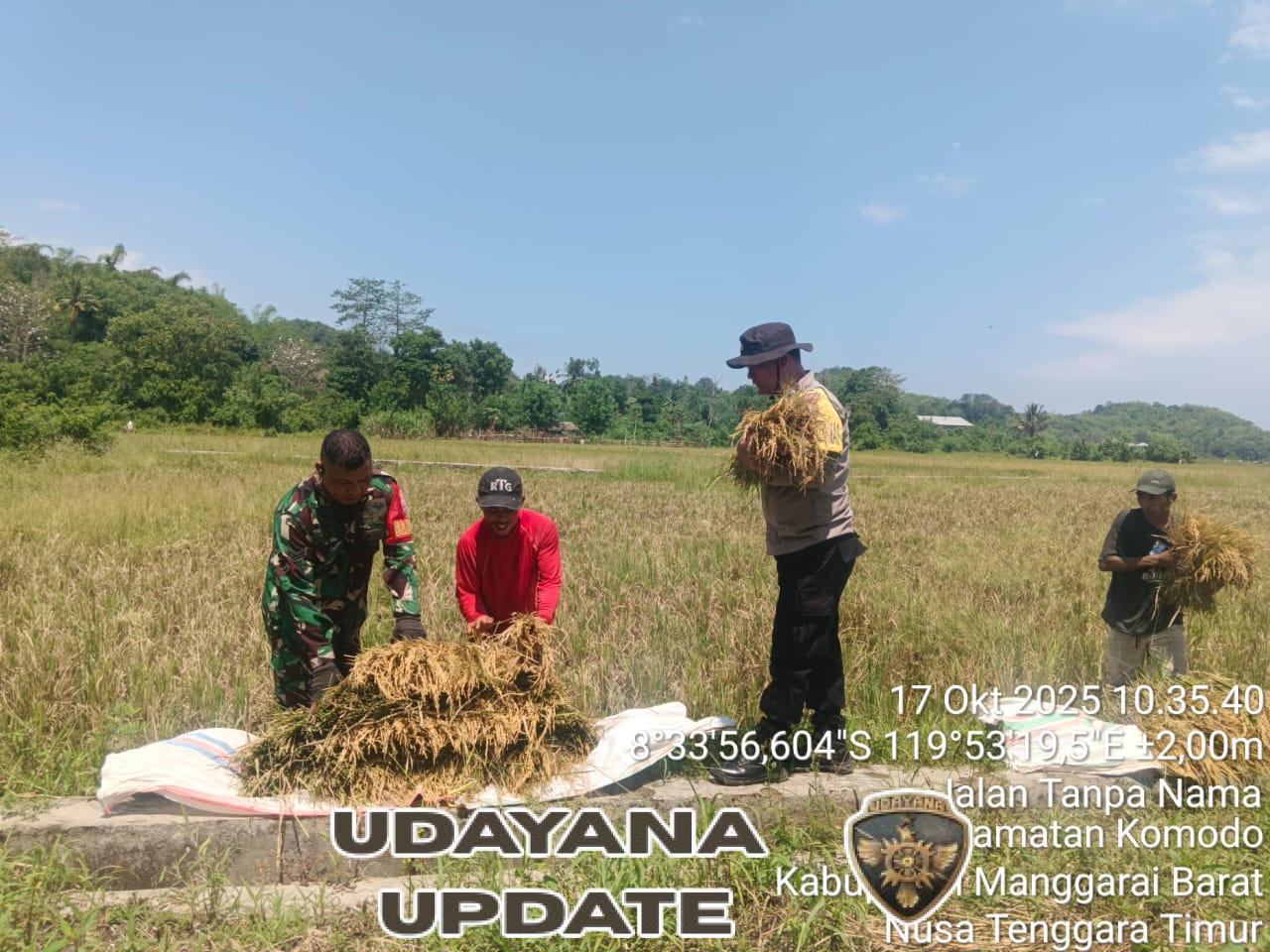 Sinergi Aparat dan Masyarakat, Keberhasilan Panen Raya BUMDes di Kampung Weor