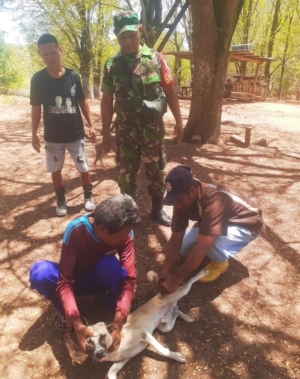 Koramil 1618-02/Miobar dan Peternakan Miobar Sinergi Cegah Rabies di Desa Fatutasu