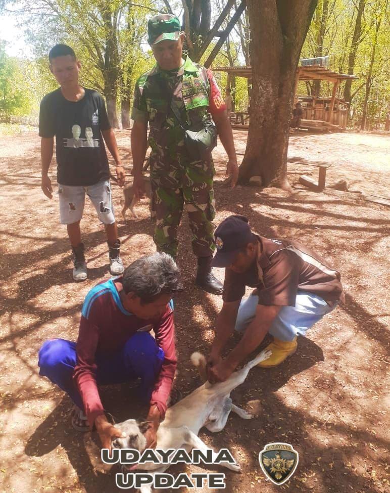 Koramil 1618-02/Miobar dan Peternakan Miobar Sinergi Cegah Rabies di Desa Fatutasu