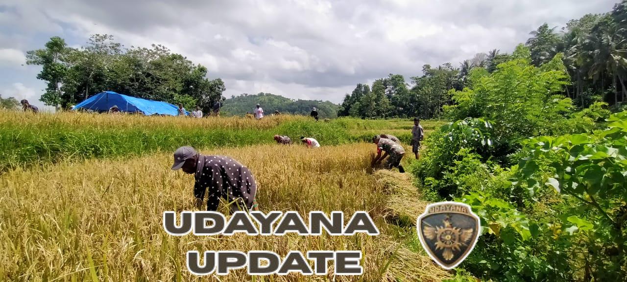 Babinsa Kodim 1613/Sumba Barat Bantu Warga Saat Panen Raya