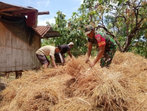 Babinsa Koramil 1602-04/Maurole Dukung Ketahanan Pangan dengan Pengumpulan Padi di Desa Aewora