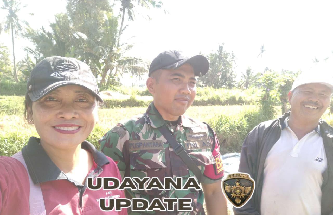 Babinsa Koramil Klungkung Bersama PPL Banjarangkan Gelar Ubinan Di Subak Tohpati