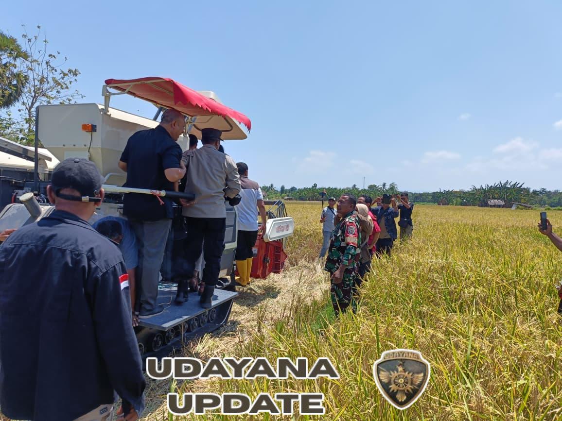 Panen Perdana Kelompok Family Lifubatu Dukung Swasembada Pangan Nasional