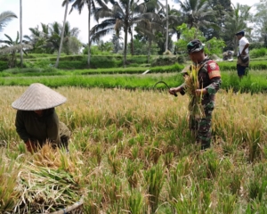 Babinsa Desa Pangsan Bantu Petani Panen Padi, Wujud Kepedulian terhadap Warga