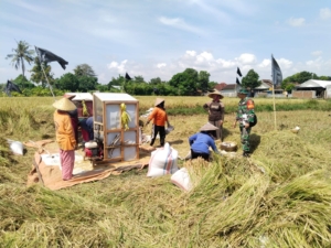 ‎Babinsa Koramil 1615-02/Pringgabaya Beri Pendampingan Petani Desa Batuyang Saat Panen
