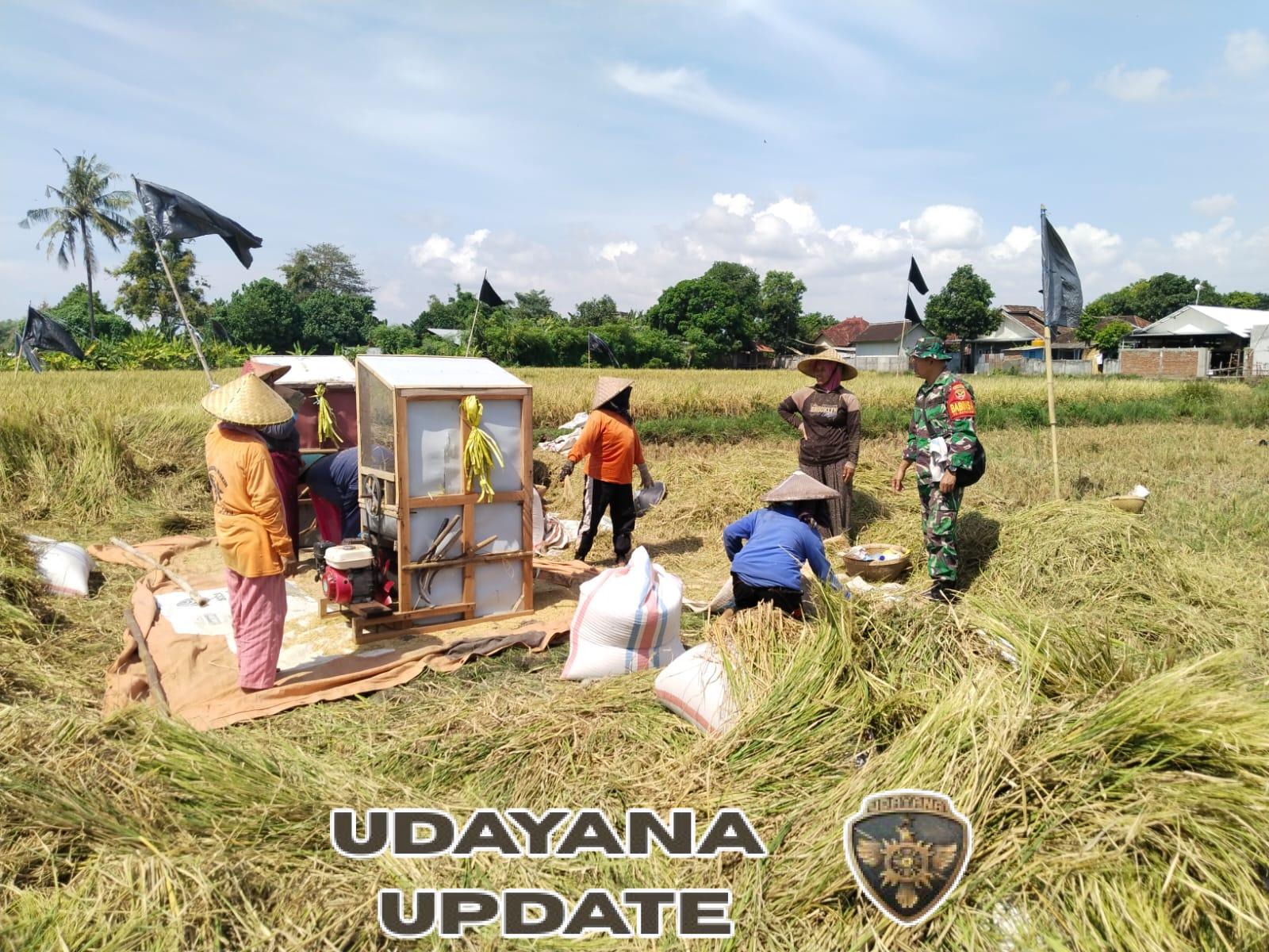 ‎Babinsa Koramil 1615-02/Pringgabaya Beri Pendampingan Petani Desa Batuyang Saat Panen