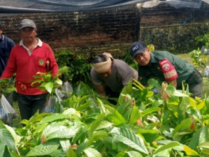 TNI dan Petani Bersatu Bangun Kedaulatan Pangan, Babinsa Yehembang Kauh Dampingi Distribusi Bibit Kakao