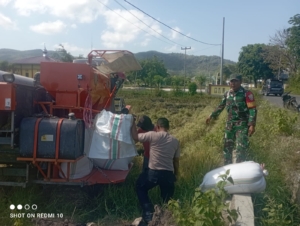 TNI dan Petani Bergandeng Tangan: Panen Padi Reo Tahun Ini Melimpah