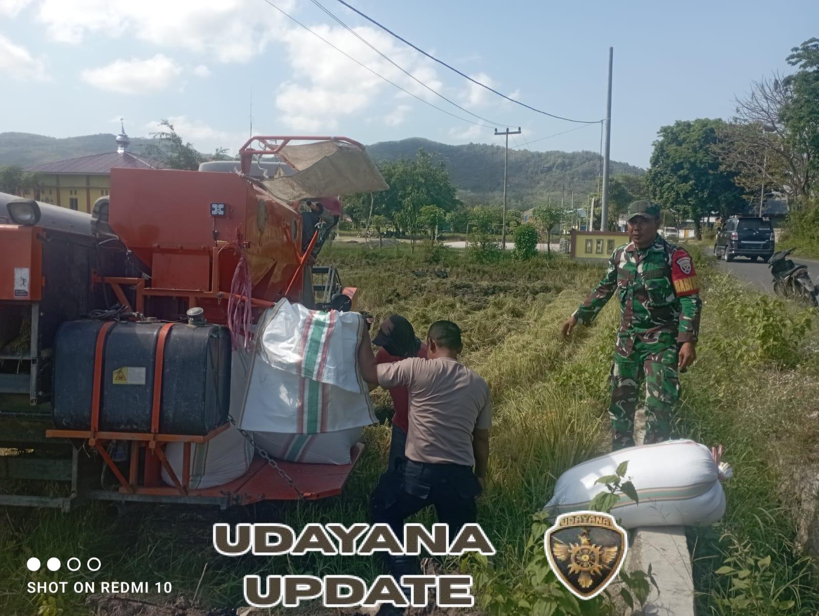 TNI dan Petani Bergandeng Tangan: Panen Padi Reo Tahun Ini Melimpah