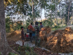 Sertu Alifin Dampingi Warga Desa Kabukarudi Saat Rontokkan Padi