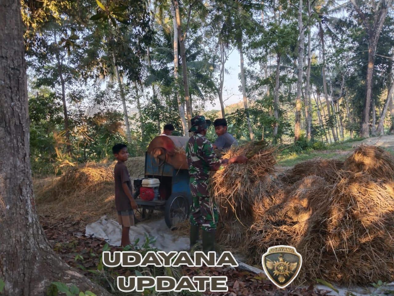 Sertu Alifin Dampingi Warga Desa Kabukarudi Saat Rontokkan Padi