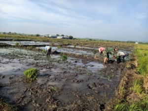 Panen Motivasi di Sawah Lembor, Babinsa TNI Turun Tangan Dampingi Petani Wujudkan Ketahanan Pangan