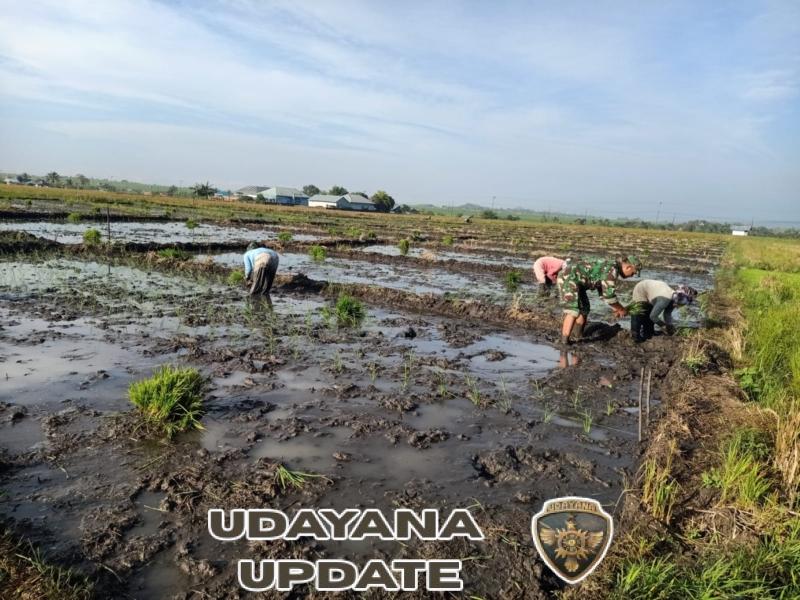 Panen Motivasi di Sawah Lembor, Babinsa TNI Turun Tangan Dampingi Petani Wujudkan Ketahanan Pangan
