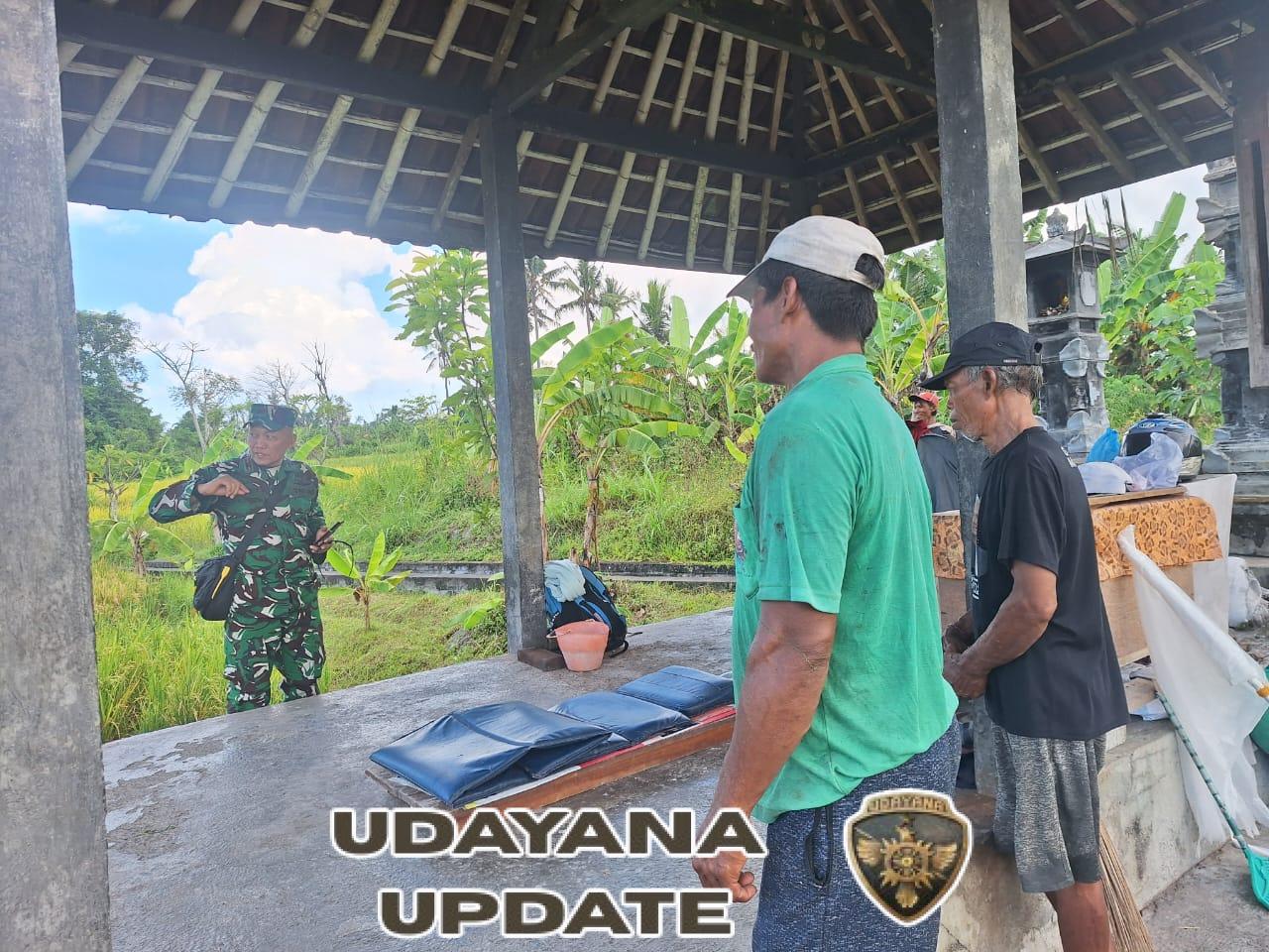 Motivasi para petani agar lebih produktif, Danramil 1623-01/Karangasem tinjau lahan padi siap panen di Subak Abian Sanghang.