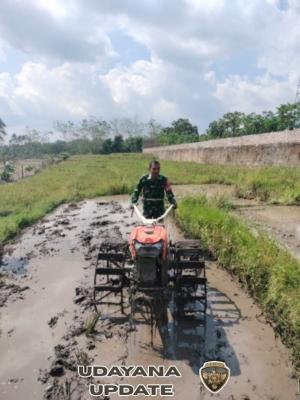 Babinsa Lembor Ikut ‘Bertani’, Serda Stein Apena Turun ke Sawah, Pacu Semangat Petani Bajak Lahanv