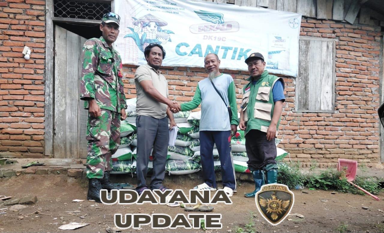 Babinsa Taropo Dampingi Penyaluran 4,2 Ton Bibit Jagung Bantuan Pemerintah