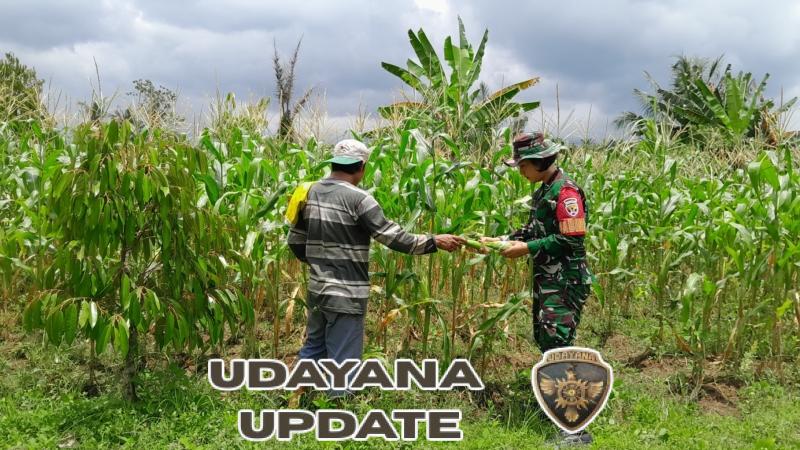 Babinsa Dampingi Petani Karang Bayan Cek Jagung
