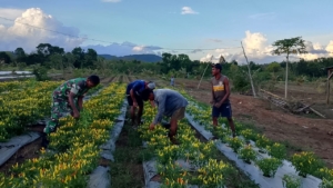 Bersama Petani, Babinsa Koramil 1618-06/Bian Gerakkan Semangat Bertani Cabai di Desa Tunbes