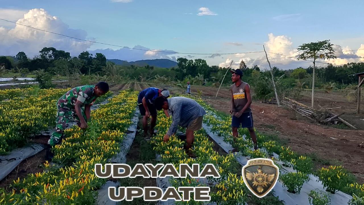 Bersama Petani, Babinsa Koramil 1618-06/Bian Gerakkan Semangat Bertani Cabai di Desa Tunbes