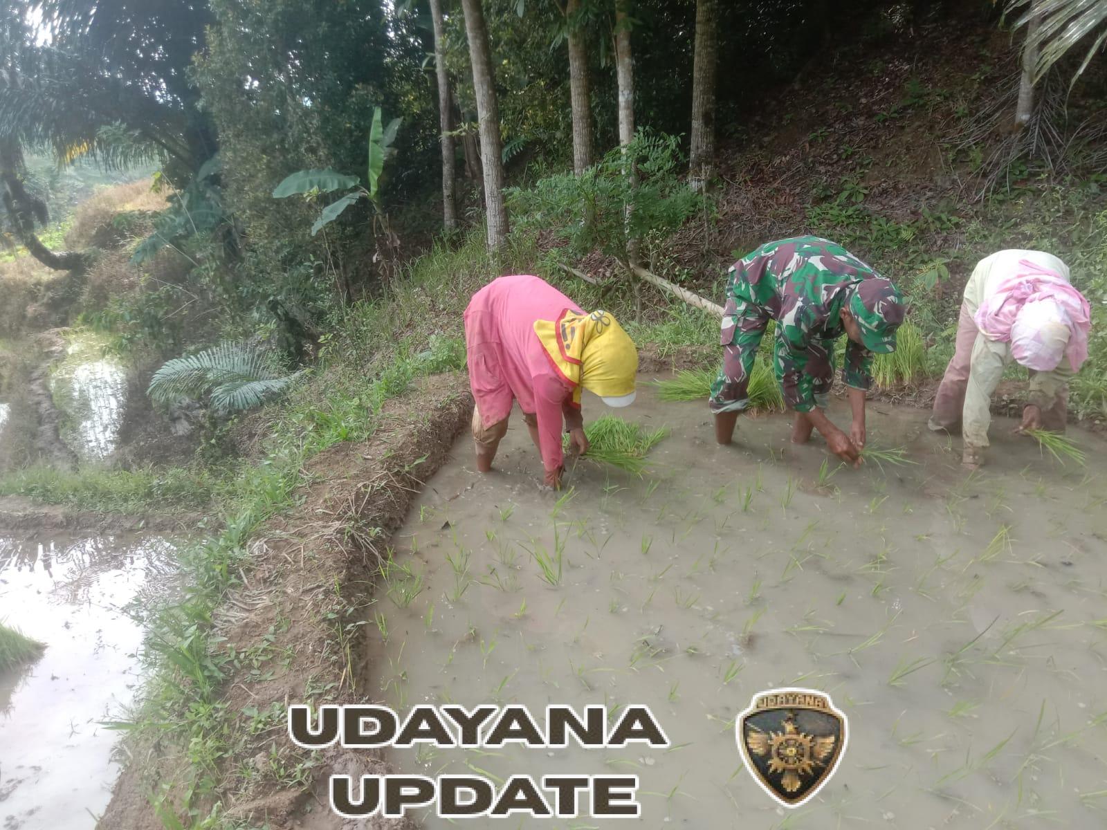 Babinsa ‘Bahu-Membahu di Lumpur’: Serda Lalu Muhamad Pasah Suntik Semangat Petani Nantal, Kedaulatan Pangan Dimulai dari Sawah