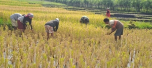 Wujud Kepedulian TNI: Sertu Junus Ratu Turun ke Sawah Bersama Petani